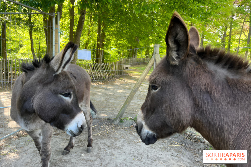 Avon'Ânes, les balades avec des ânes, à Avon - nos photos - IMG 7769