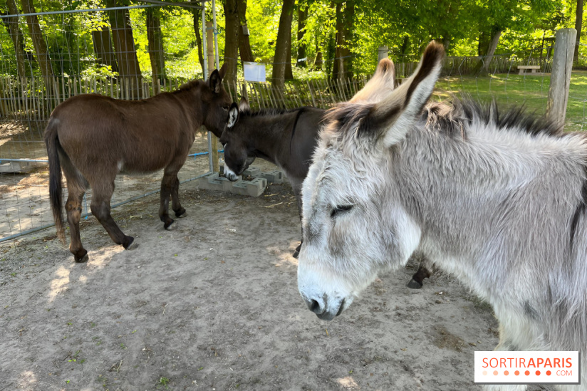 Avon'Ânes, les balades avec des ânes, à Avon - nos photos - IMG 7778