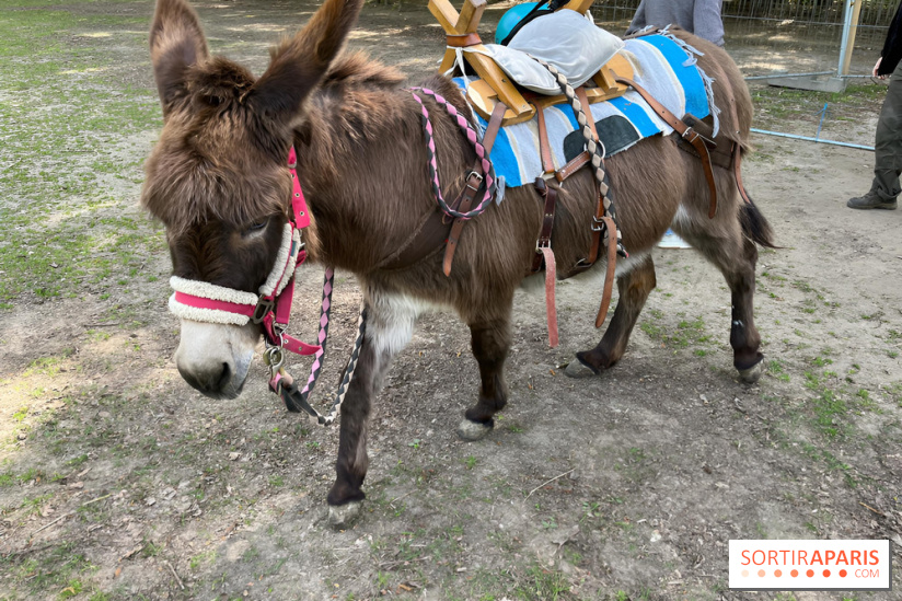 Avon'Ânes, les balades avec des ânes, à Avon - nos photos - IMG 7779