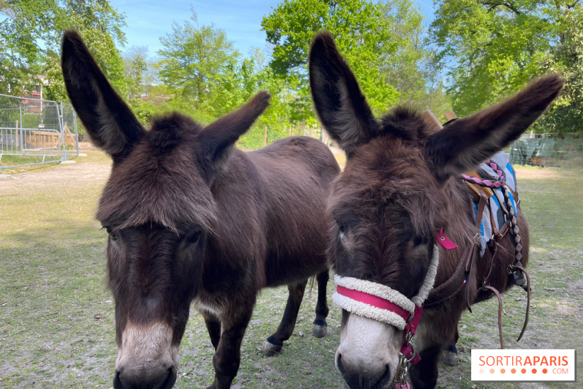 Avon'Ânes, les balades avec des ânes, à Avon - nos photos - IMG 7780