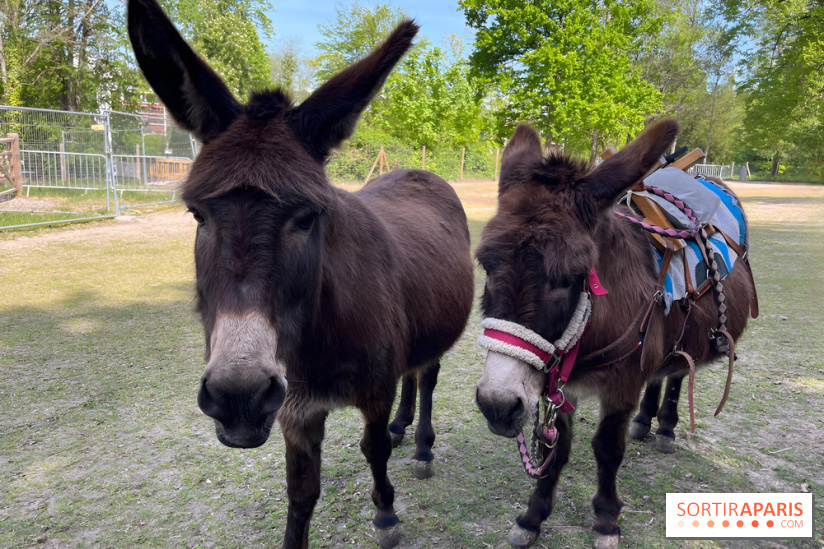 Avon'Ânes, les balades avec des ânes, à Avon - nos photos - IMG 7781