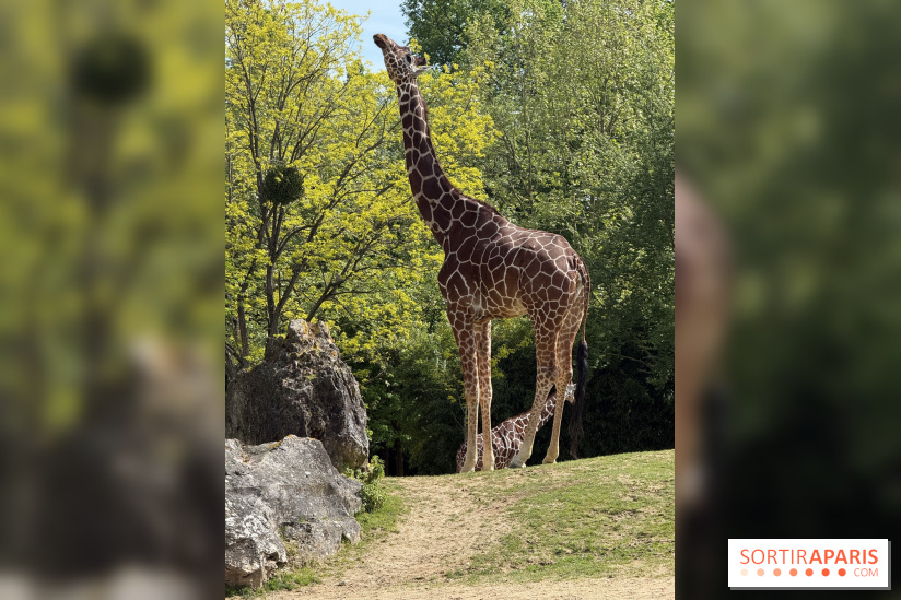 ZooParc de Beauval et Hôtel Les Pagodes de Beauval - IMG 5377
