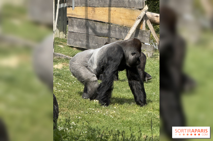 ZooParc de Beauval et Hôtel Les Pagodes de Beauval - IMG 5436