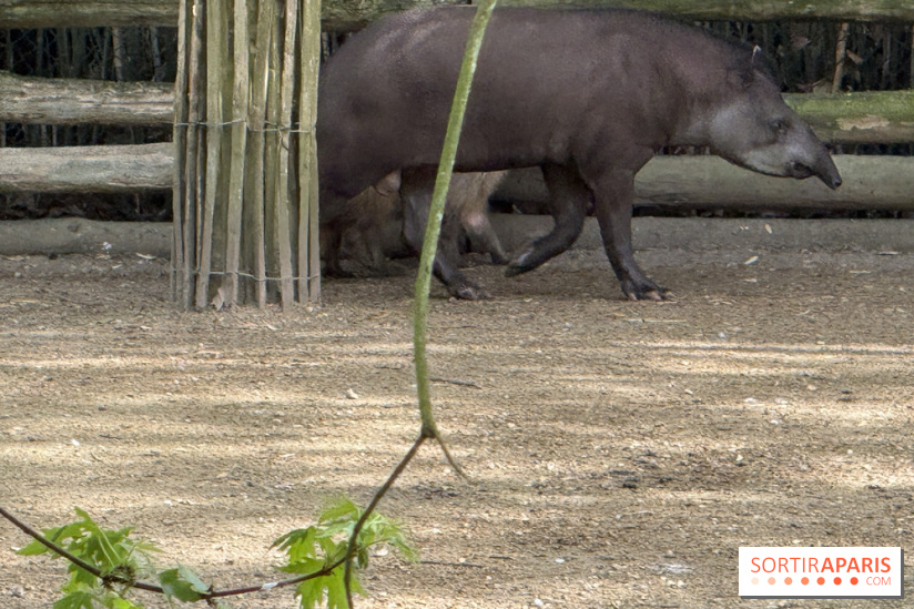 ZooParc de Beauval et Hôtel Les Pagodes de Beauval - IMG 5449