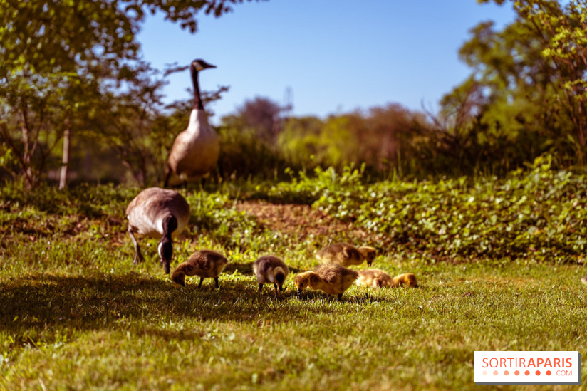 Le Parc des Ibis au Vésinet dans les Yvelines en Région Parisienne - photos