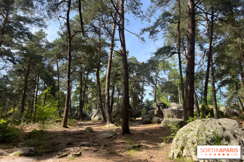 Escalade en Forêt de Fontainebleau - nos photos