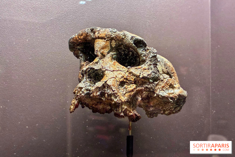 Préhistoire, entre utopie et réalité  - IMG 5558