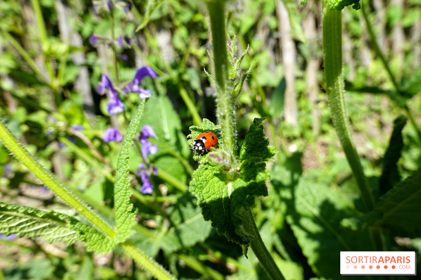 La Coulée verte de Deuil-la-Barre dans le Val-d'Oise - nos photos