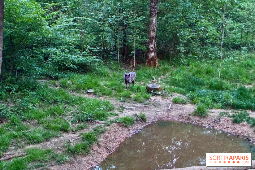Bivouac avec les loups