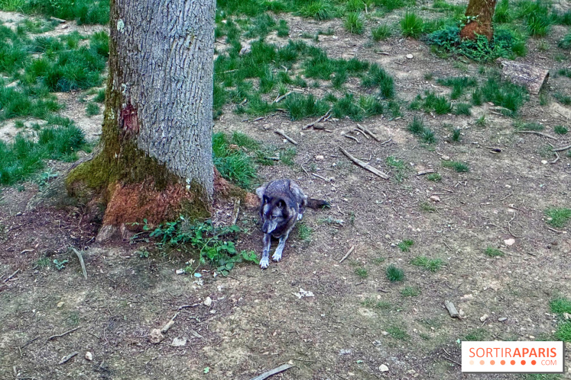 Bivouac avec les loups