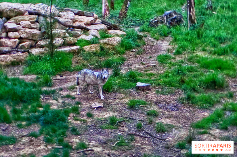 Bivouac avec les loups