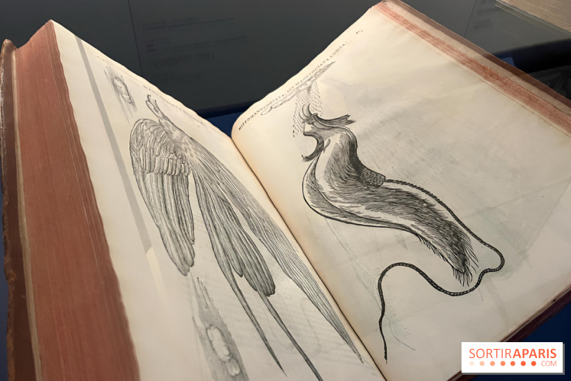Plumes de Paradis, l'expo au musée du Quai Branly - nos photos