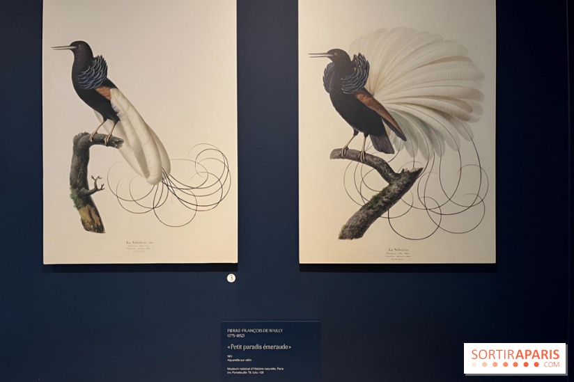 Plumes de Paradis, l'expo au musée du Quai Branly - nos photos