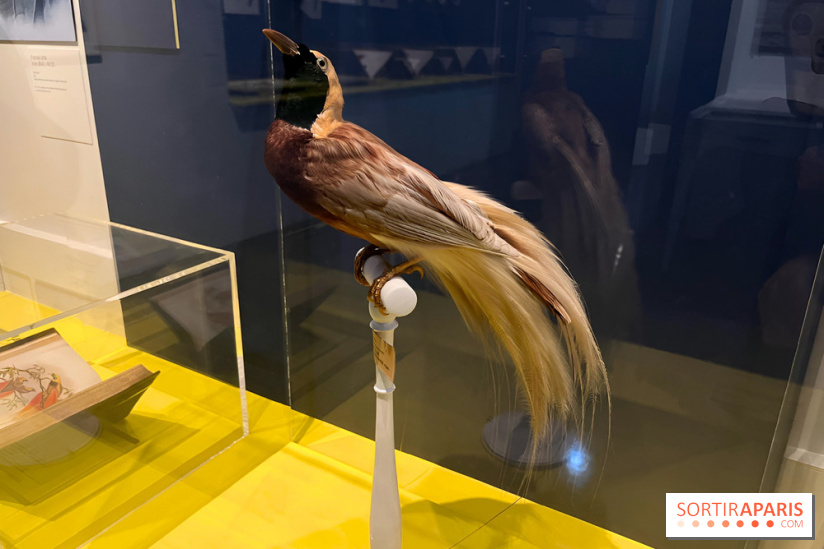 Plumes de Paradis, l'expo au musée du Quai Branly - nos photos