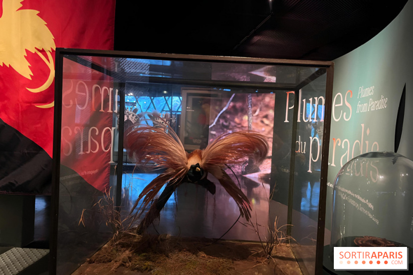 Plumes de Paradis, l'expo au musée du Quai Branly - nos photos