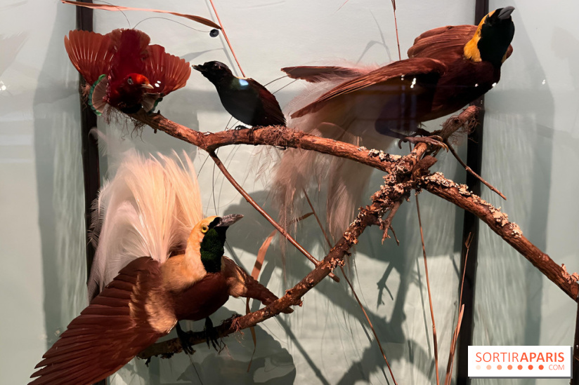 Plumes de Paradis, l'expo au musée du Quai Branly - nos photos