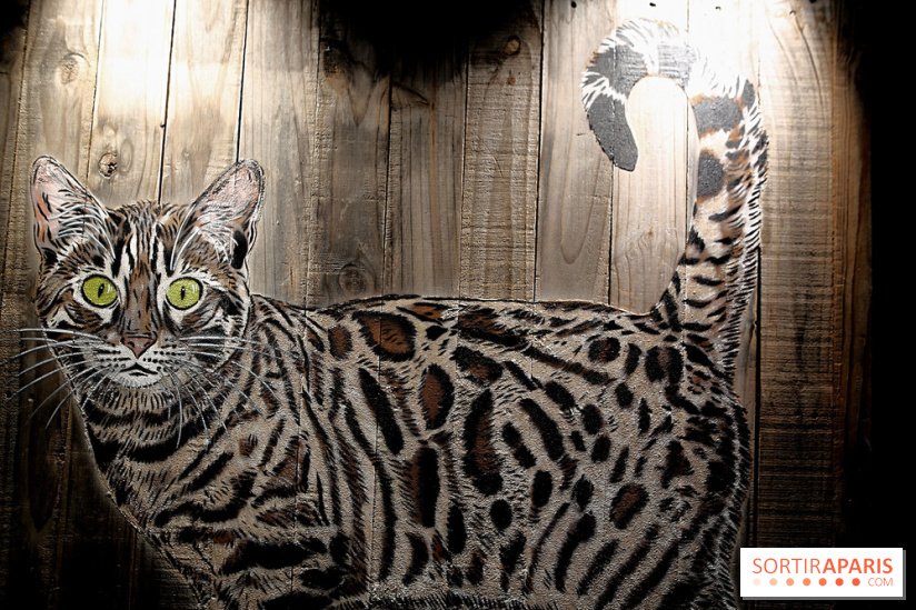 Chacun cherche son chat, nos photos de l'expo à Fluctuart - Expo Chat 11