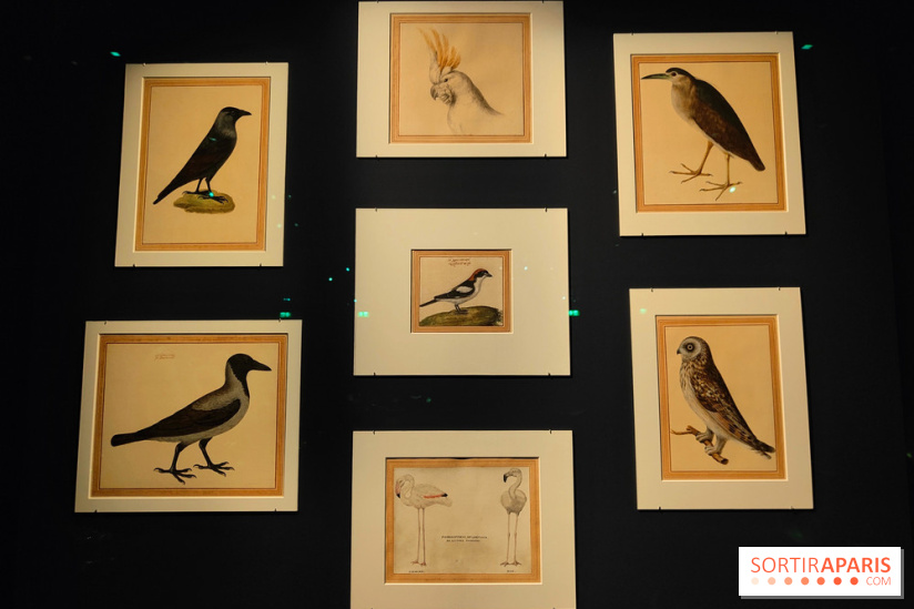 Expo Animalia : quand les animaux inspirent les artistes à travers les siècle à l'Hôtel de la Marine