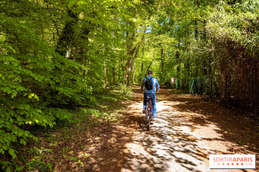Liaisons douces à Fontainebleau : la forêt à vélo, les photos