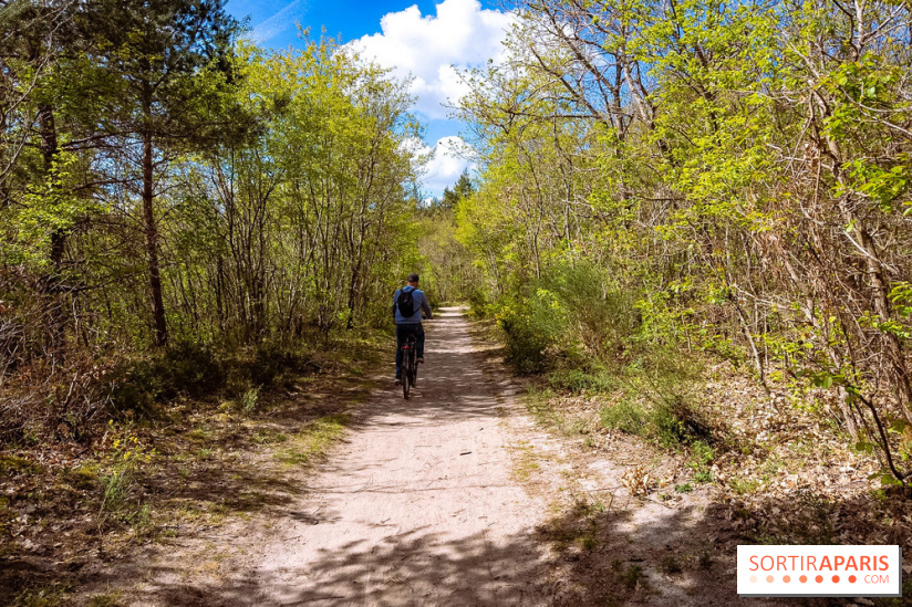 Liaisons douces à Fontainebleau : la forêt à vélo, les photos