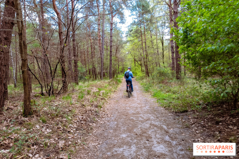 Liaisons douces à Fontainebleau : la forêt à vélo, les photos