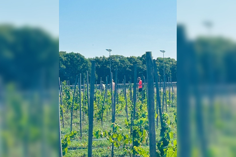 2ème édition du Viti-trail de 10 km du Domaine de Paris Gravelle Dimanche 6 septembre 2026