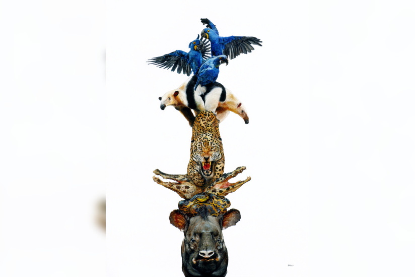 Campagne #37521 - SAILEV Totems of the Pantanal 3MB