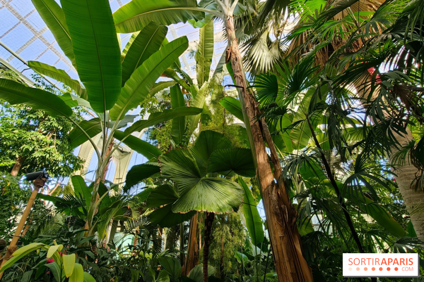 Automne tropical 2026