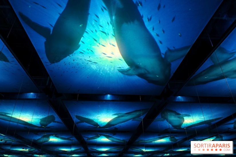 Plongez à la découverte de Planète Océan, l’exposition immersive de l’Atelier des Lumières