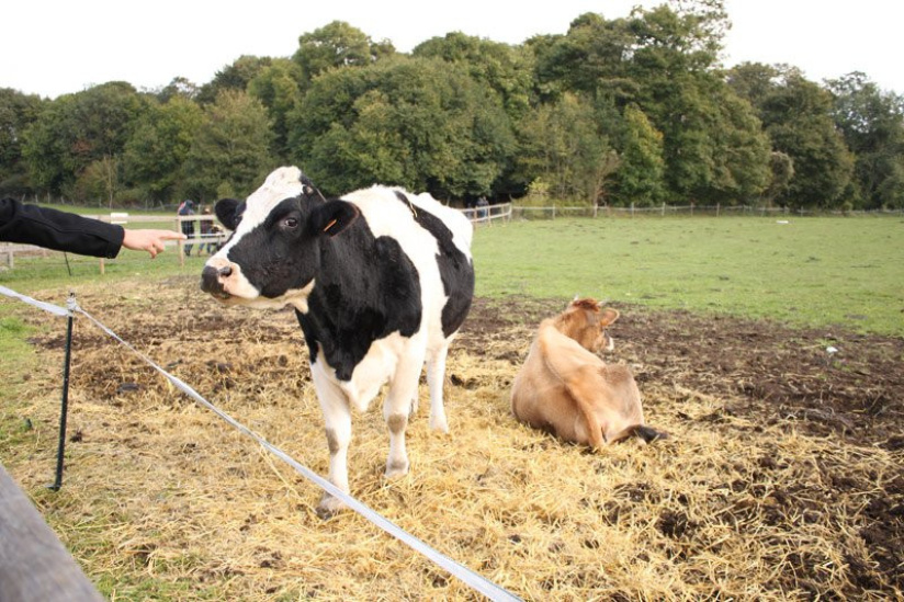 la fête du goût à la ferme de Gally