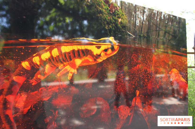 Exposition Planète Grenouille par Cyril Ruoso au Jardin des Plantes