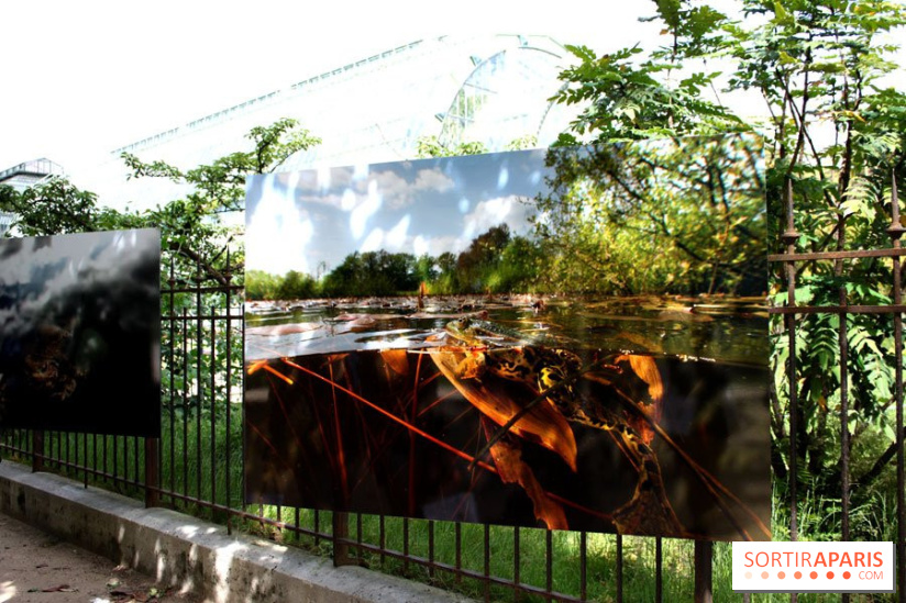 Exposition Planète Grenouille par Cyril Ruoso au Jardin des Plantes