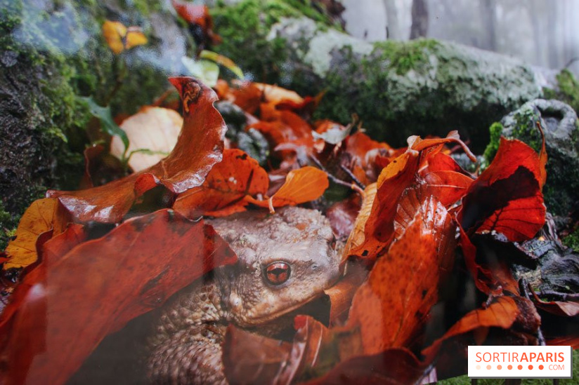Exposition Planète Grenouille par Cyril Ruoso au Jardin des Plantes