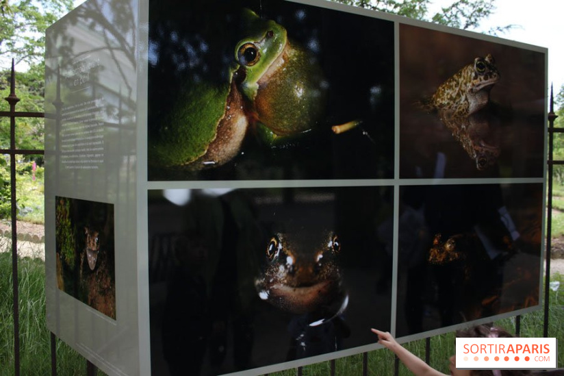 Exposition Planète Grenouille par Cyril Ruoso au Jardin des Plantes