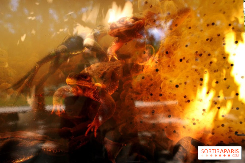 Exposition Planète Grenouille par Cyril Ruoso au Jardin des Plantes