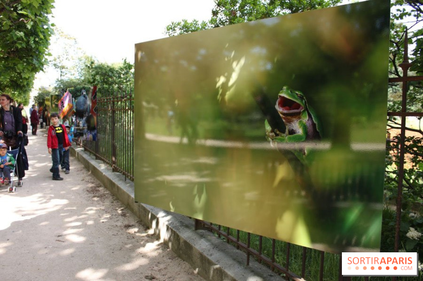 Exposition Planète Grenouille par Cyril Ruoso au Jardin des Plantes