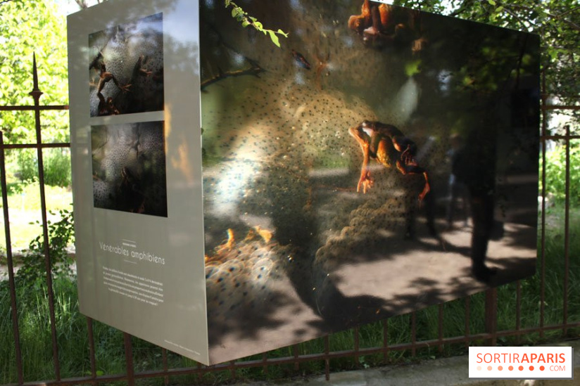 Exposition Planète Grenouille par Cyril Ruoso au Jardin des Plantes