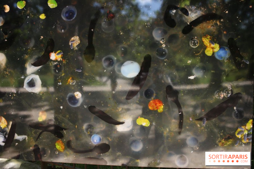 Exposition Planète Grenouille par Cyril Ruoso au Jardin des Plantes
