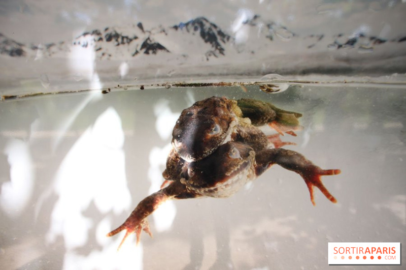 Exposition Planète Grenouille par Cyril Ruoso au Jardin des Plantes