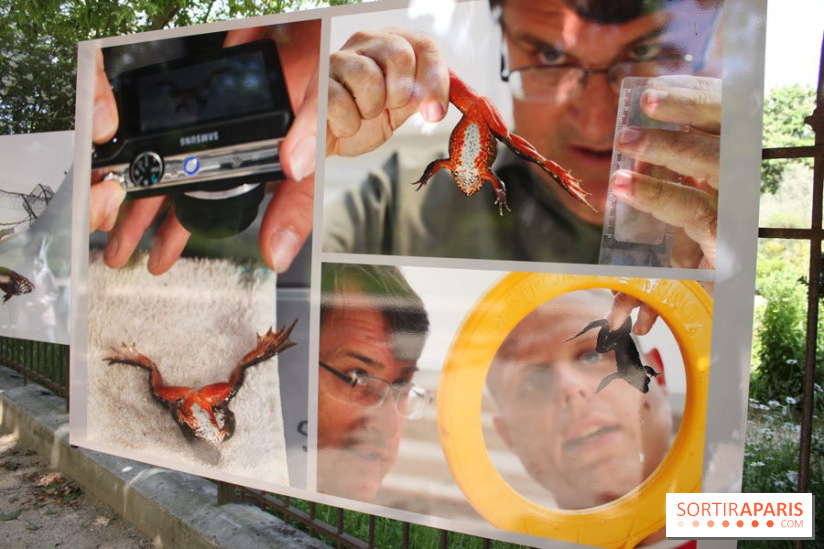 Exposition Planète Grenouille par Cyril Ruoso au Jardin des Plantes