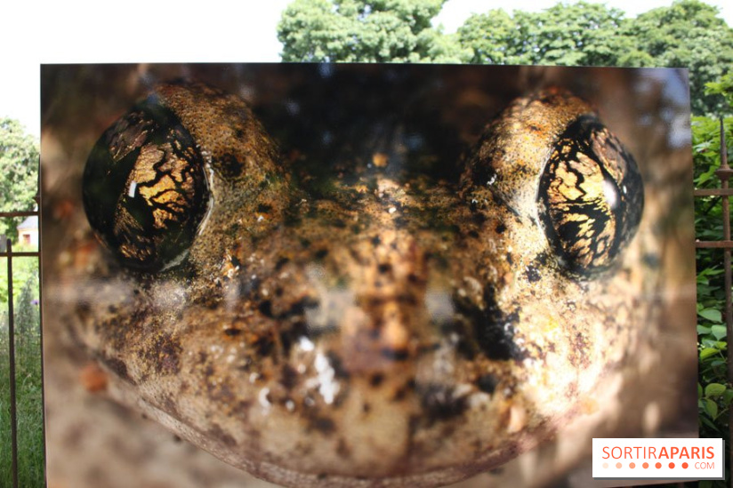Exposition Planète Grenouille par Cyril Ruoso au Jardin des Plantes