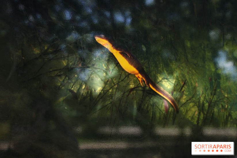 Exposition Planète Grenouille par Cyril Ruoso au Jardin des Plantes
