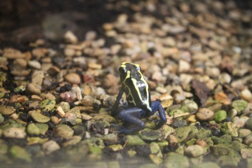 la ménagerie du jardin des plantes