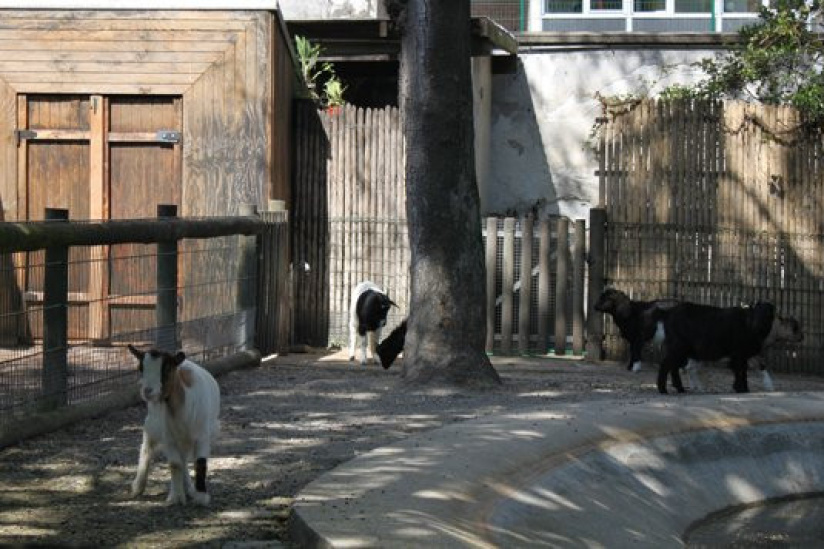 la ménagerie du jardin des plantes
