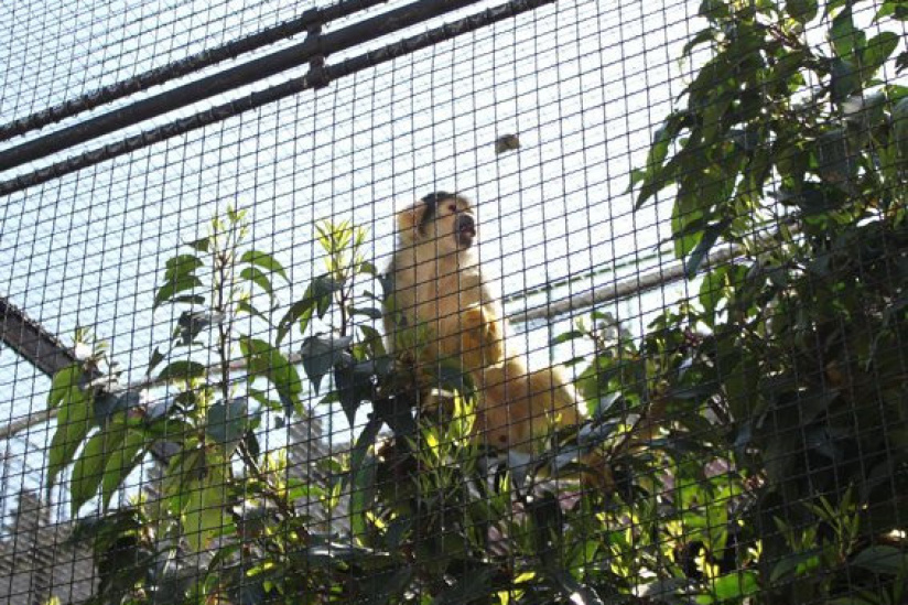 la ménagerie du jardin des plantes