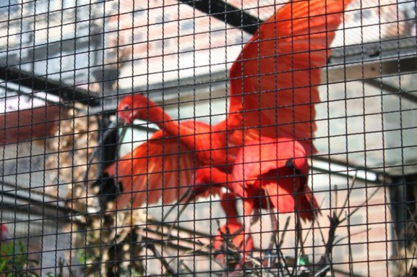 la ménagerie du jardin des plantes