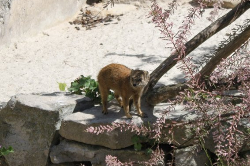la ménagerie du jardin des plantes