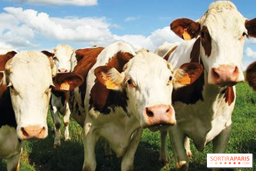 Les labyrinthes de la Ferme de Gally