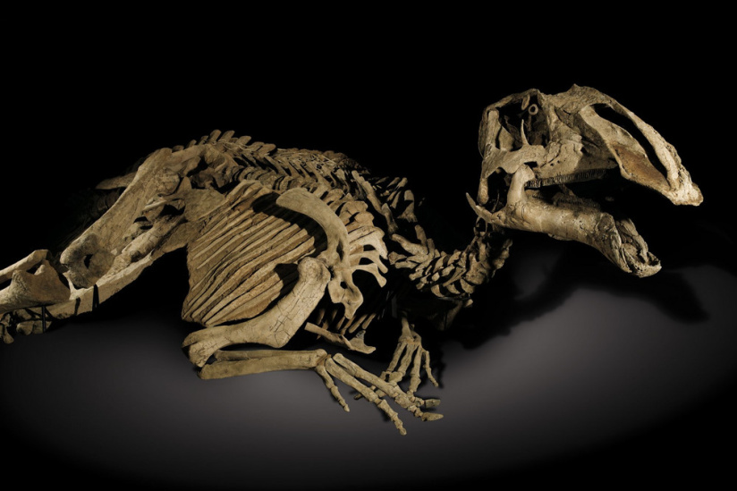 Momie dinosaure Prosaurolophus maximus (Barnum Brown, 1916). Fin du crétacé, Montana, U.S.A, Amérique du Nord. 