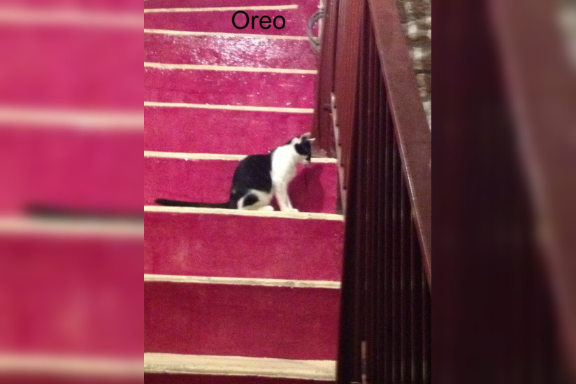 Le Café des Chats à Paris